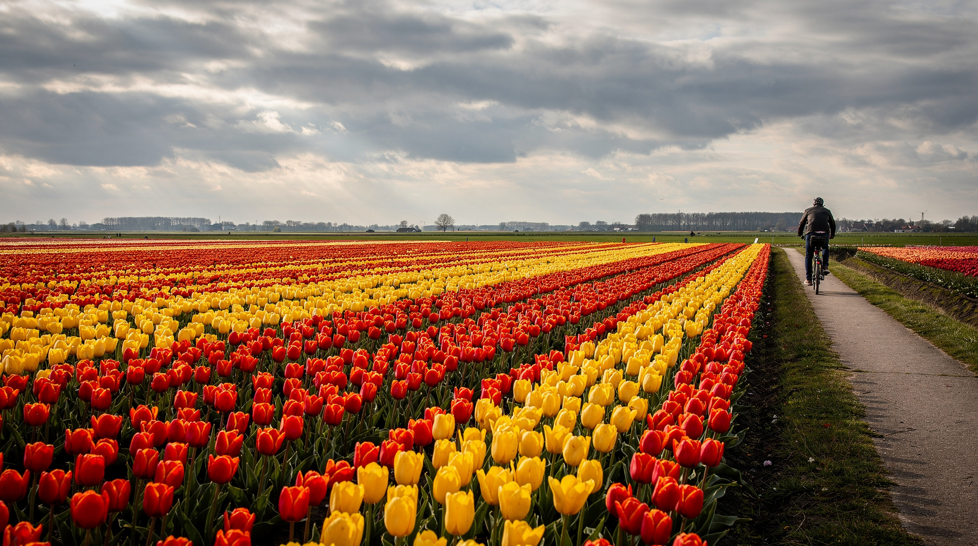 Tulip season 2022: what actually happened and what we learned